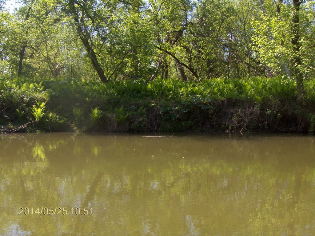 Christopher Greaves Rouge River_HPIM7294.JPG